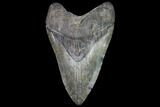 Fossil Megalodon Tooth - South Carolina #92698-2